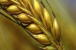 گندم‌کاران اصفهانی از خرید تضمینی گندم استقبال نکردند/ قیمت توافقی گندم 860 تومان