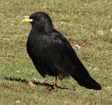 اتفاقی عجیب در بازار پرندگان