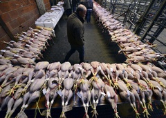 فواید و معایب مصرف گوشت بوقلمون