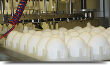 توليد تخم مرغ SPF براي واكسن ويروسي از نيمه دوم سال توليد مي شود