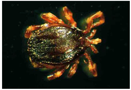 تب‌«کریمه‌ کنگو» و راه‌های انتقال آن