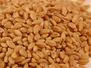 امسال نیز گندم وارد خوراک دام و طیور شد/ برداشت یک میلیون و 200 هزار تن گندم در فارس تاکنون