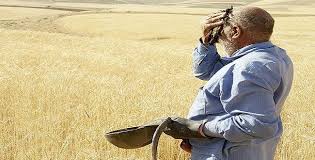بی‌تدبیری‌ها عاقبت گندم را به کجا می‌برد؟/ خستگی بر پیکر گندمکاران لانه کرد
