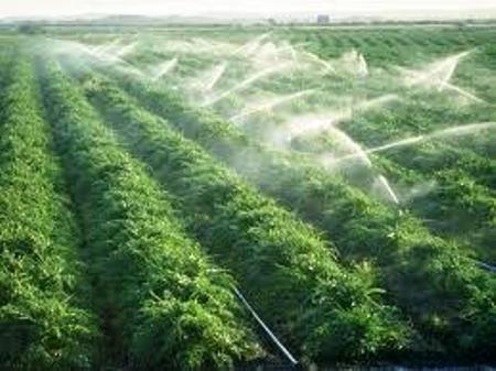 صدور 22 فقره جواز کشاورزی در گلستان/ خروج 36 هزار تن مرغ زنده