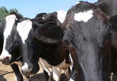 انتقال بیماری‌های دامی از سوریه به ایران غیرممکن است