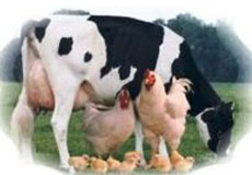 زنگ خطر کاهش تولید محصولات دامی به صدا درآمد