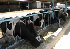 نقش مؤثر صنعت دامپروری فارس در تولید پروتئین حیوانی و ارز آوری در کشور