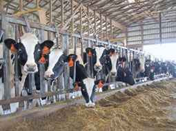 تب سه روزه از شرق تا غرب گیلان