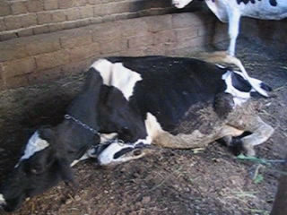 10 درصد دام های آلوده تلف شدند