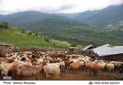 هشدار دامپزشکی درباره احتمال شیوع تب سه‌روزه