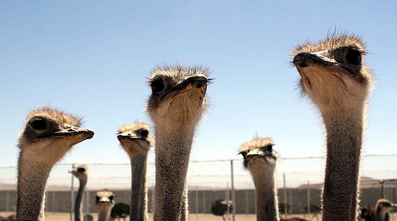 پرورش شترمرغ در فارس نيازمند حمايت است