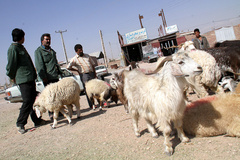 تمهیدات استانداری برای تامین دام عید قربان و ماه محرم