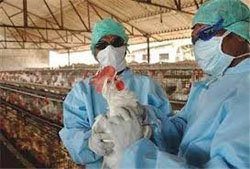 دو مورد جدید آنفلوآنزای مرغی با یک مورد فوت در کامبوج گزارش شد