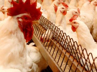 مشکلی در تولید مرغ نداریم / دولت برای مشکلات صنعت طیور برنامه دارد