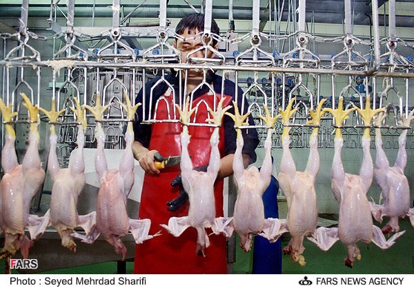 بازار مرغ کهگیلویه و بویراحمد در انتظار نسخه‌ای شفابخش