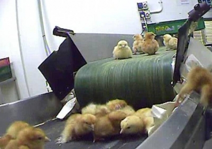 انتقال تکنولوژی ساخت دستگاه‌های جوجه‌کشی از بلژیک به ایران