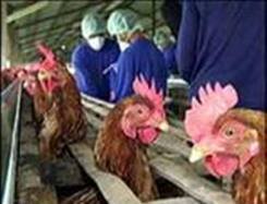 "آنفولانزاي پرندگان" زنگ خطري براي امنيت غذايي