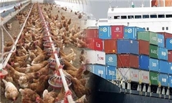 تأمین نهاده‌های مرغ کند نشده است/ تشکل‌ها می‌توانند اقدام به واردات کنند