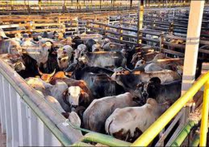 میهمانان ناخوانده پاکستانی، دعوتنامه ندارند/ خروج دام زنده از سیستان ممنوع