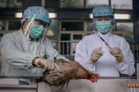 مراقبت های ویژه برای جلوگیری از شیوع آنفلوآنزای مرغی در همدان انجام شد
