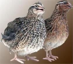 نخستین کشتارگاه صنعتی بلدرچین خوزستان به مناسبت دهه فجر