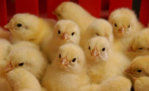 افزایش 15 درصدی جوجه ریزی مرغ گوشتی در آذربایجان غربی