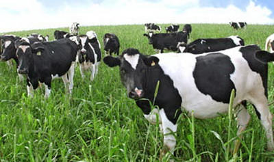 مقام اول فارس در صنعت دامپروری در کشور