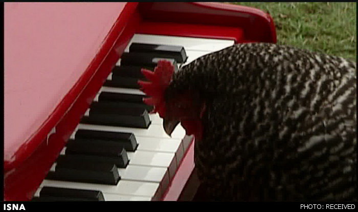 مرغ پیانیست!