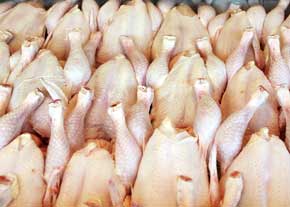 2300 تن گوشت مرغ در لرستان ذخیره سازی شده است