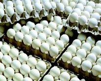 ‌صدور 200 هزار تخم مرغ نطفه‎دار از لرستان به کشور عراق