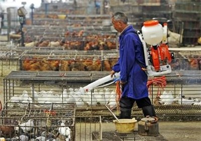 یک مورد از ابتلای انسان به بیماری آنفلوانزای مرغی در ایران وجود ندارد