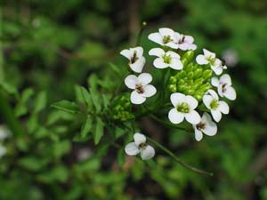 اثر پودر خشك گياه علف چشمه (Nasturtium officinale L.) بر عملكرد و پاسخ هاي ايمني سلولي و هومورال جوجه هاي گوشتي