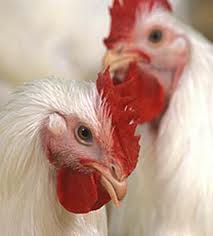 تاثيرسينبيوتيك بر فراسنجه هاي خوني، عملكرد توليد، كيفيت تخم مرغ و قدرت جوجه درآوري در مرغ هاي مادر گوشتي