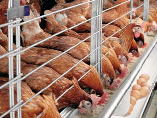 یک واحد تولید مرغ تخمگذار در خوی به بهره برداری رسید