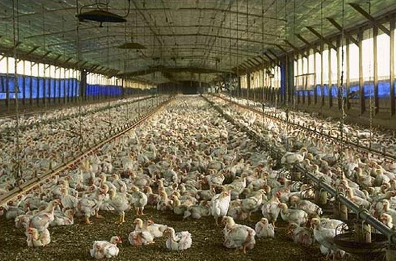 معرفی واحدهای تولیدمرغ و تخم مرغ سمنان برای دریافت نهادهای مورد نیاز