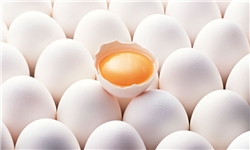 صادرات تخم‌مرغ از سر گرفته شد