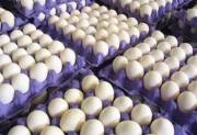 محموله ۲۵ تنی تخم‌مرغ اوایل هفته آینده به روسیه صادر می‌شود