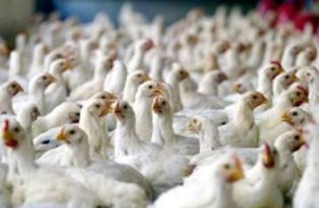 120 تن مرغ فاقد آنتی بیوتیک در طبس تولید شد