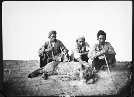 شیرگیر