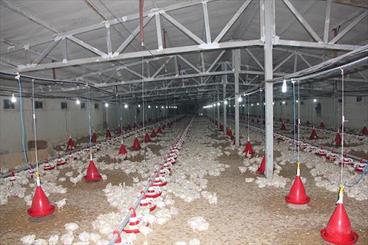 فرماندار: دولت از صنعت مرغداری در مریوان حمایت می کند