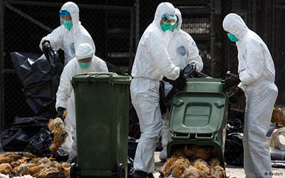 کشتن ۱۵۰ هزار مرغ از بیم شیوع آنفلوآنزای پرندگان