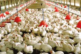 یک مسوول: تولید گوشت مرغ در کشور با بازارمصرف هماهنگ نیست
