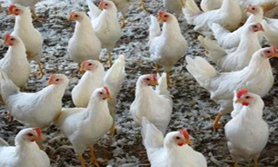 مرغ های گوشتی در اردبیل 350 گرم لاغر شدند