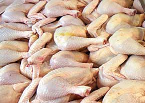 یک میلیون تن مازاد تولید مرغ روی دست مرغداران مانده است