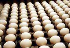 تخم‌ مرغ ایرانی مجانی به عراق می‌رود