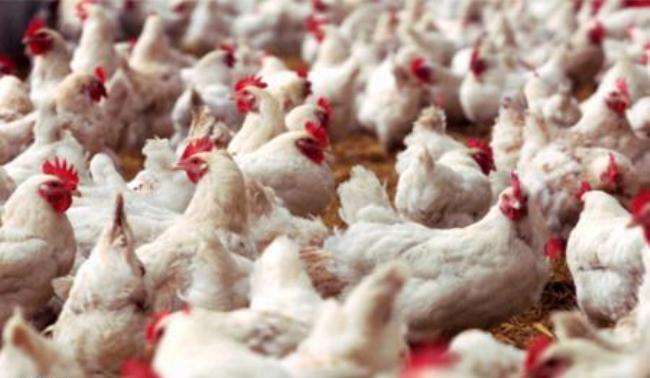 دو واحد پرورش مرغ گوشتی به مناسبت دهه فجر در ایرانشهر راه اندازی شد