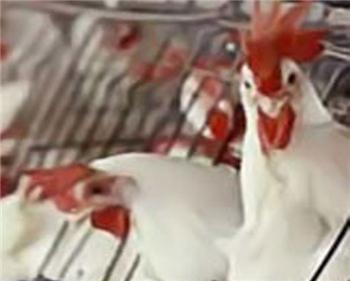 پروژه پرورش مرغ گوشتی در قفس شهرستان دماوند افتتاح شد
