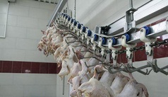 توليد بيش از 5 هزار تن مرغ سبز دراستان فارس