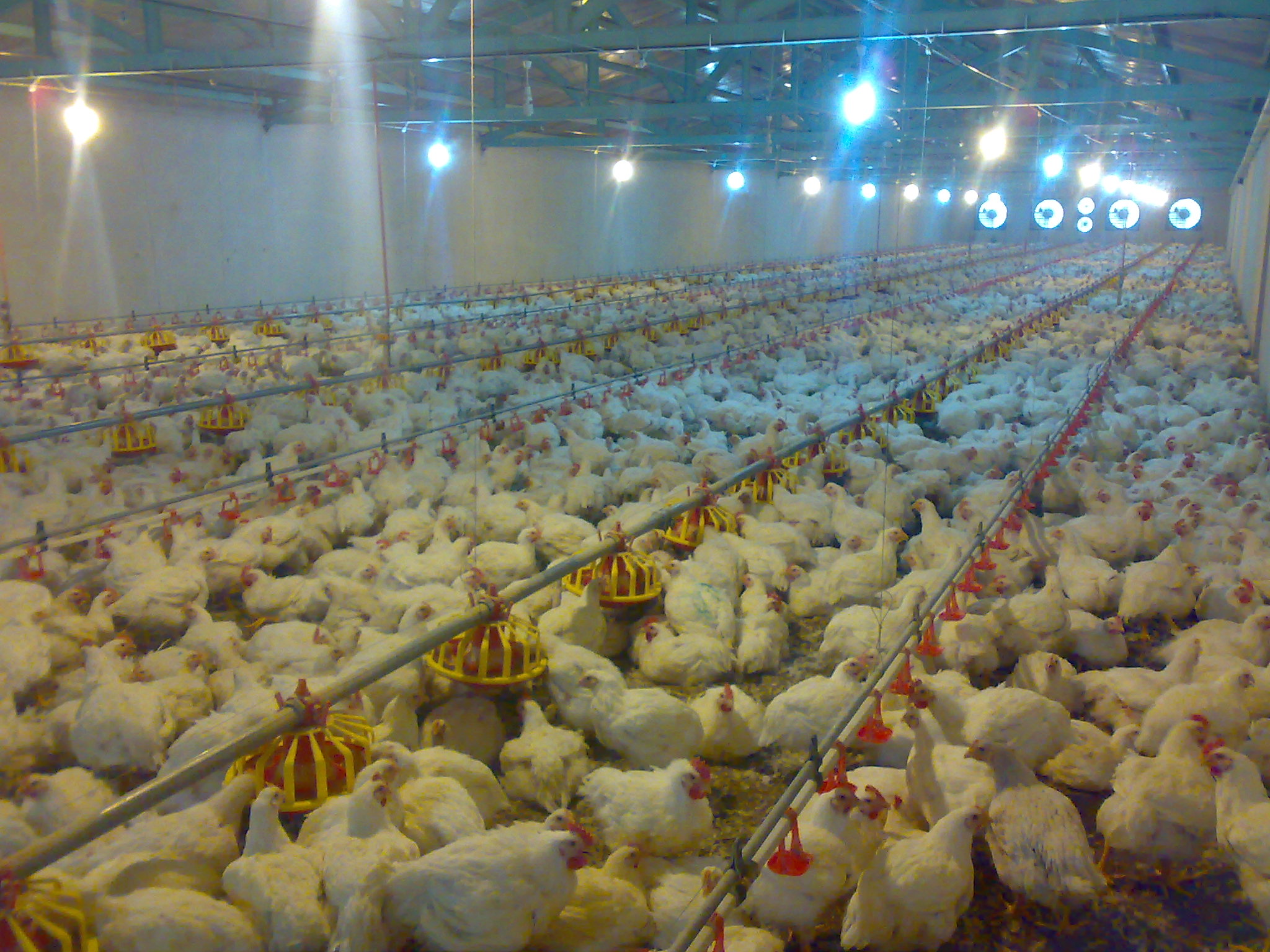 آنفلوانزای پرندگان صنعت گوشت آمریکا را مختل کرد/ ابتلای 10 درصد مرغ تخمگذار آمریکا به ویروس
