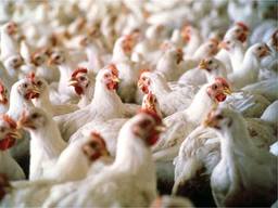افزايش 10 درصدي گوشت مرغ در خوزستان